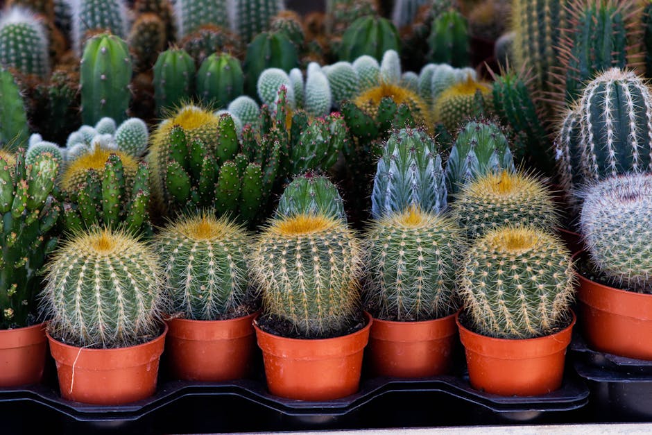 A vibrant collection of diverse cacti species in pots, showcasing different shapes and colors.