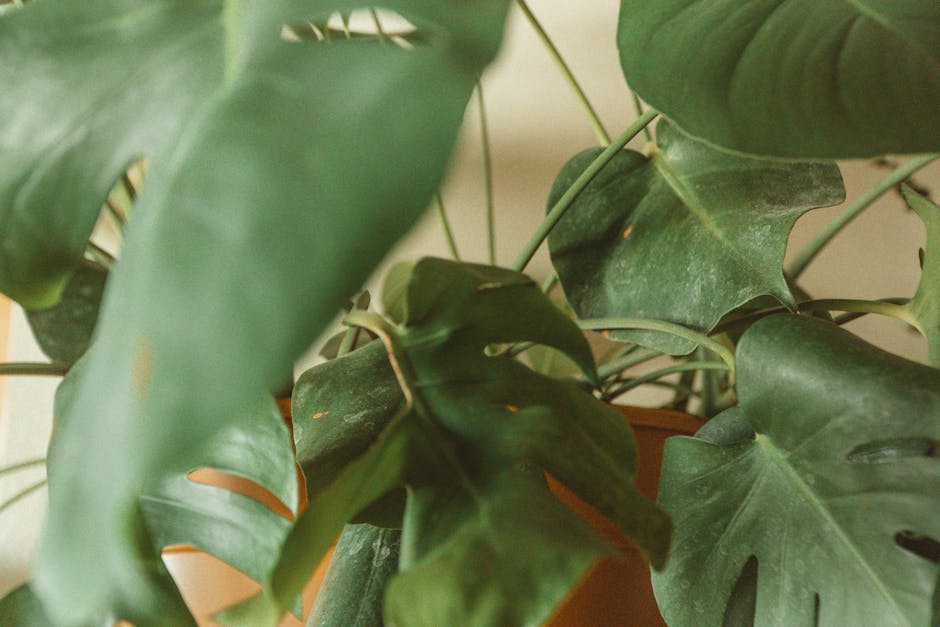 Aesthetic close-up of lush green Monstera leaves showcasing natural beauty and texture.
