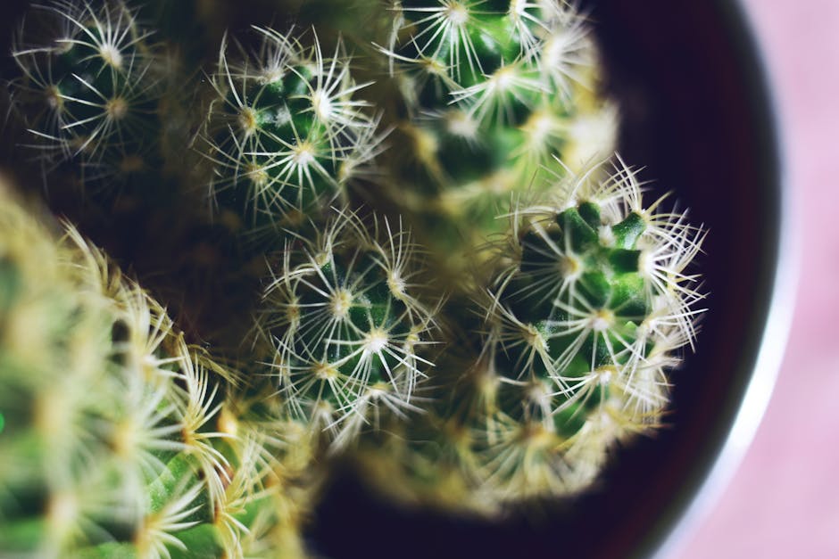 Detailed macro image of a spiky cactus plant with sharp spines, showcasing its intricate texture.
