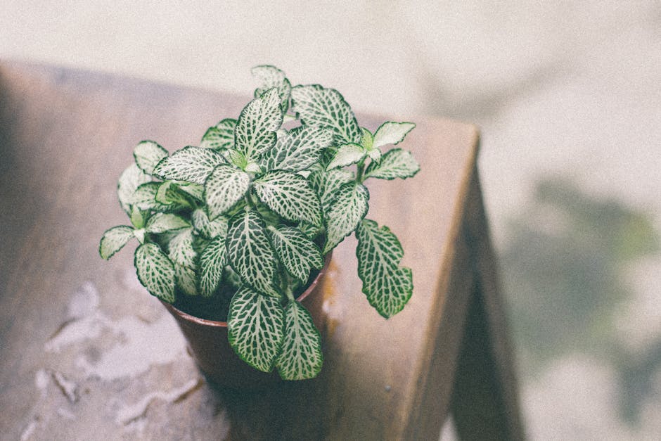 Close-up of a vibrant Nerve plant (Fittonia) placed on a wooden table with soft lighting.