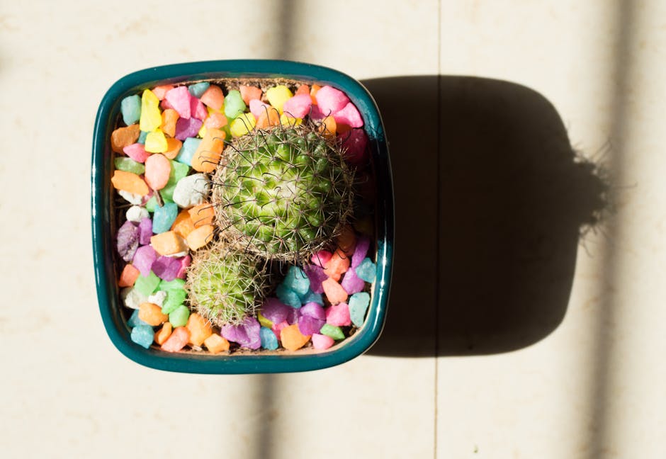 Top view of a cactus in a blue pot with colorful pebbles, casting a shadow.