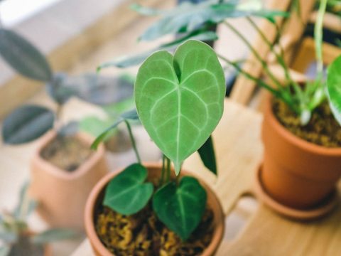 観葉植物の始め方と費用——初心者が枯らさない最初の1鉢