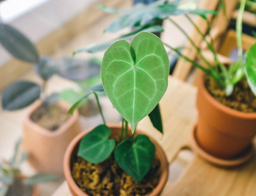 観葉植物の始め方と費用——初心者が枯らさない最初の1鉢