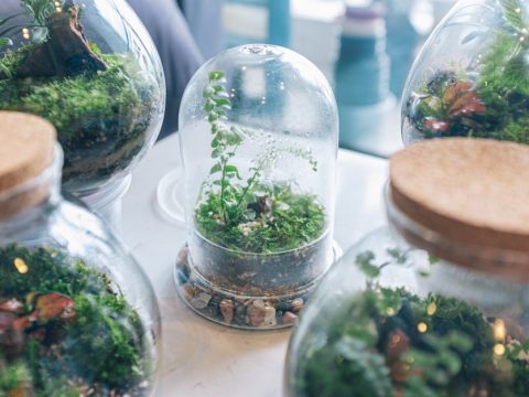 苔テラリウムの作り方と費用——初回45分で迷子にならない
