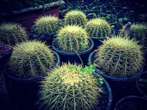 多肉植物の始め方と費用——水やりで失敗しない最初の1鉢