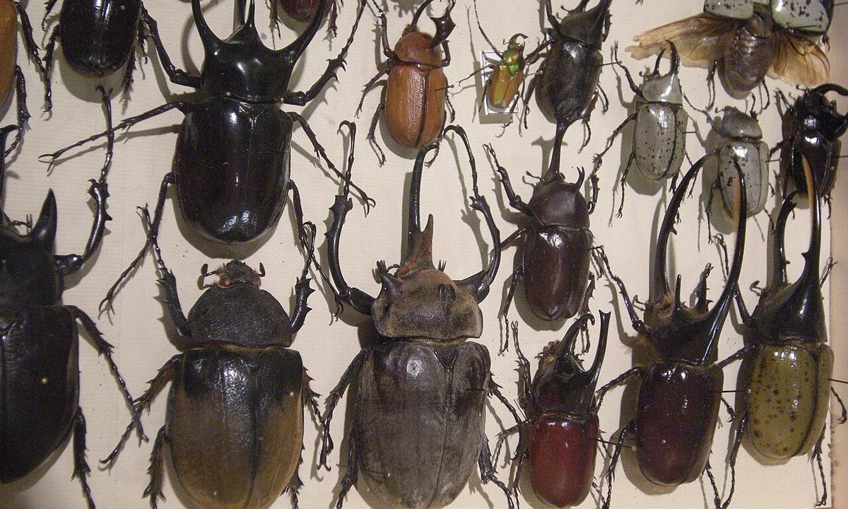 昆虫採集——夏に始める標本づくりと観察記録