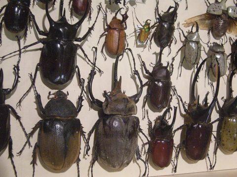昆虫採集——夏に始める標本づくりと観察記録
