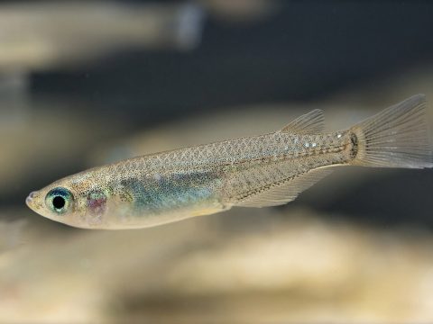 メダカ繁殖——5,000円で始める品種改良の世界